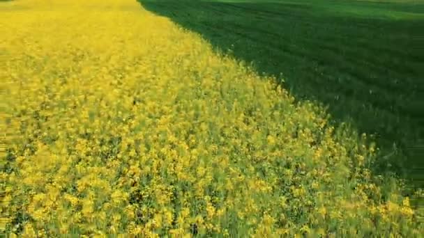 Canola Field Sunny Day Canola Field Sunny Day Rapeseed Brassica — Stock Video