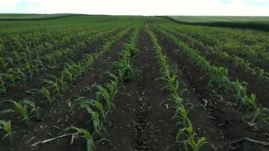 Bir Mısır alanının hava uçak atış. Genç mısır bitkileri ile yeşil alanın üzerinde uçan.
