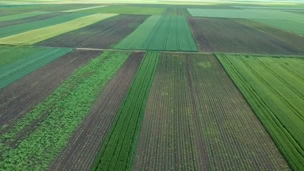 Letecký Pohled Zemědělských Zelených Polí Pohled Shora Zelených Polí Jarní — Stock video