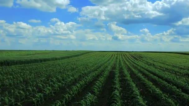 Flying Rows Young Maize Big Agricultural Cornfield Campo Cultivos Verdes — Vídeos de Stock