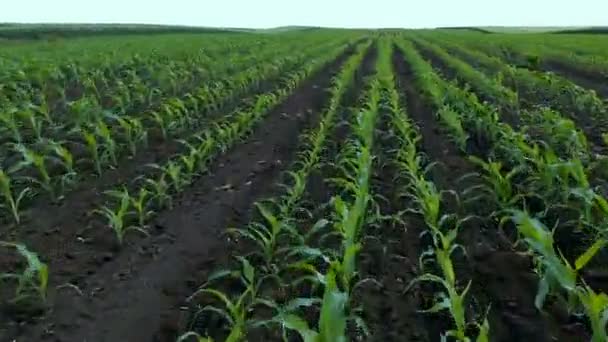 Vliegen Groene Veld Met Jonge Maïs Planten Luchtfoto Drone Shot — Stockvideo