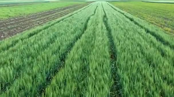 Volare Basso Sopra Green Barley Field Vista Aerea Dei Campi — Video Stock