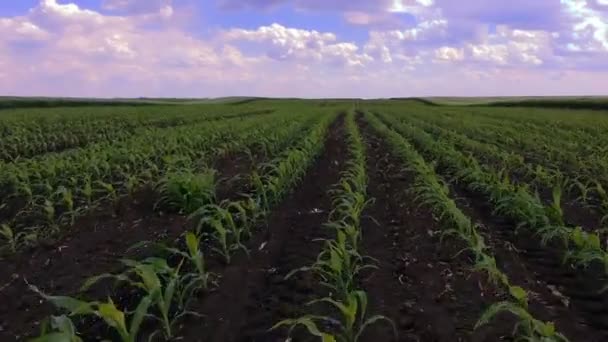 Volando Sobre Campo Verde Con Plantas Jóvenes Maíz Disparo Aéreo — Vídeo de stock