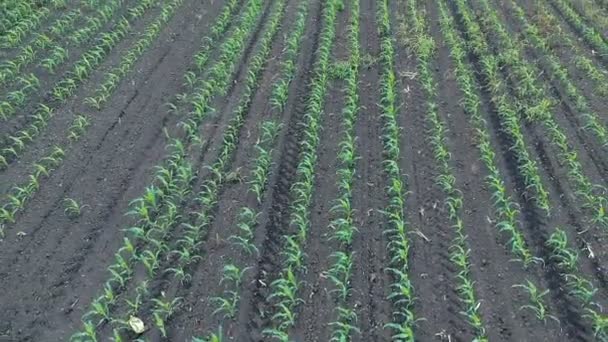Drohne Steigt Über Maisfeld Auf Felder Mit Mais Und Roggen — Stockvideo