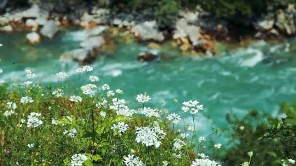 河在深峡谷与山花 冰水从融雪冲过山峡谷 — 图库视频影像