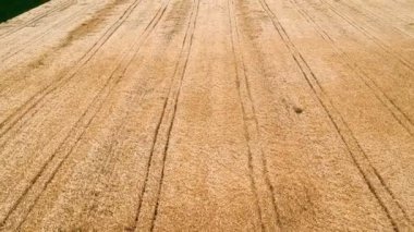 Çavdar alanlarının havadan görünümü. Uçan olgun arpa alanın üzerinde. Altın ülke alanını satır satır ile çavdar. 