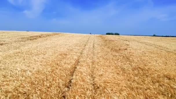 Field Ripe Crops Blue Cloudy Sky Summer Day Aerial View — Stock Video