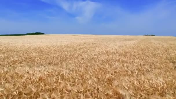 熟した麦畑を低空飛行 ライ麦フィールドの空撮 行を持つライムギの黄金の国フィールド 風に揺れる熟した大麦とフィールド — ストック動画