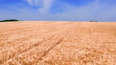 Altın ülke alanını satır satır ile bir Rye. Olgun arpa alanın üzerinde uçan düşük.