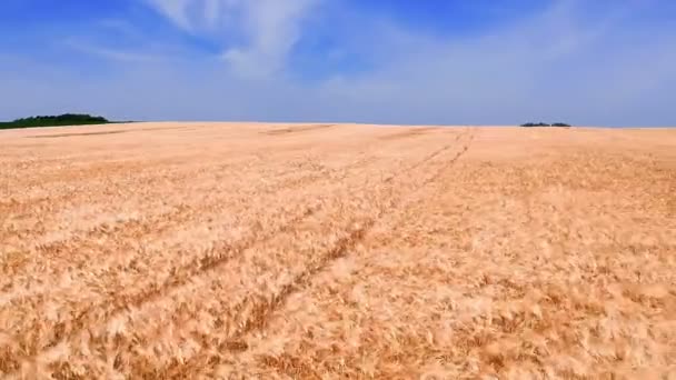 Goldenes Roggen Feld Mit Reihenlinien Tiefflieger Über Dem Reifen Gerstenfeld — Stockvideo