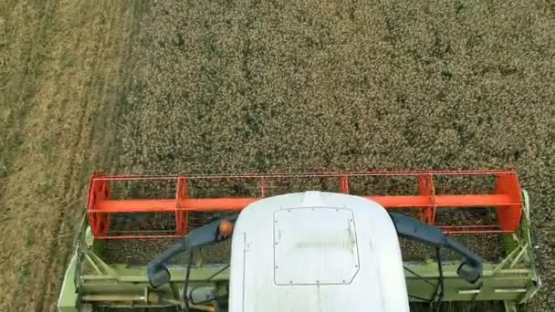 Volare Vicino Sopra Mietitrebbia Agricola Filmati Drone Campi Oro Mietitrebbia — Video Stock