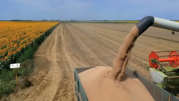 Vista Aérea Combine Harvester Reboque Trator Enchimento Com Grãos Colhidos — Vídeo de Stock