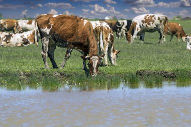 İçme suyu bir yeşil çayır üzerinde otlatma inekler .