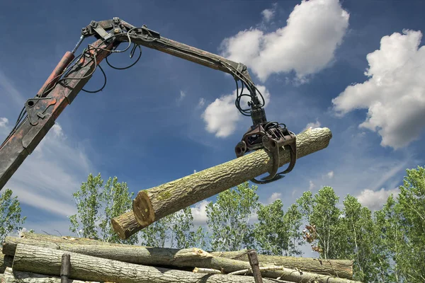 Lumber Industrin Kran Lyfta Timmer Man Laddar Avverkade Träd Loggar — Stockfoto