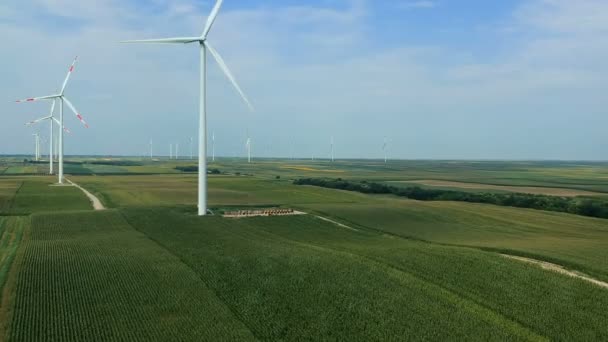 Wind Turbines Field Green Corn Summer Wind Farm Drone Footage — Stock Video