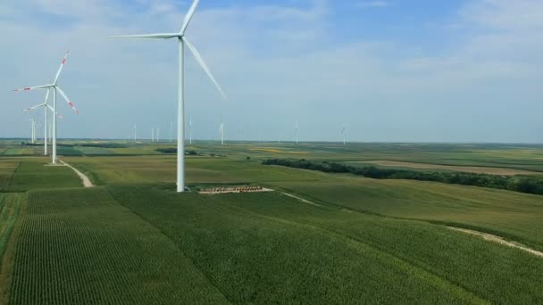 Des Éoliennes Dans Champ Maïs Vert Été Parc Éolien Drone — Video