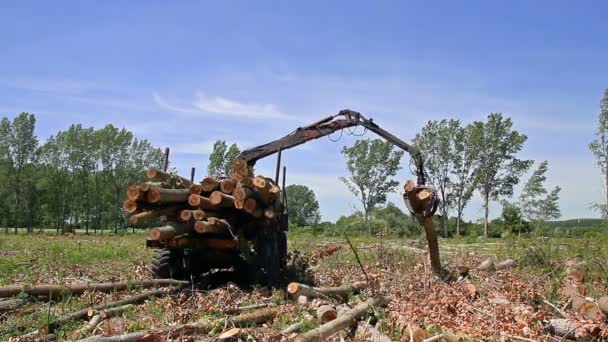 起重机抓取一堆原木在一个商业林场 重型森林机械在行动中的作用 — 图库视频影像