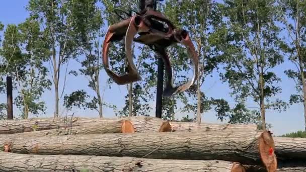 Carregando Logs Caminhão Equipamento Florestal Máquinas Florestais Pesadas Ação — Vídeo de Stock