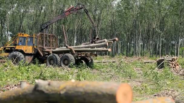 Fűrészáru Ipar Daru Emelési Heavy Duty Erdészeti Gépek Akcióban — Stock videók