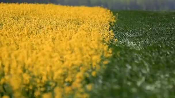 咲く菜種と若い小麦の黄色と緑のフィールド — ストック動画