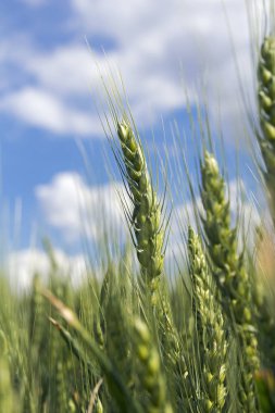 Mavi gökyüzü karşı arpa kulaklar. Yeşil arpa kulak bulanık gökyüzü karşı kapatın. Seçici odak.