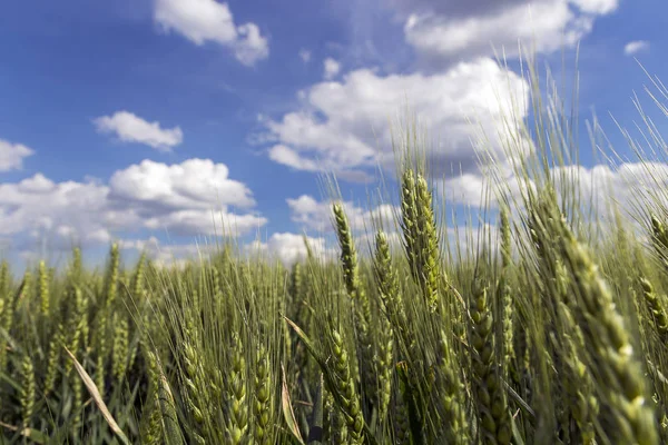 Barley Growing Field Blue Sky Clouds Close Green Barley Ears — Stock Photo, Image