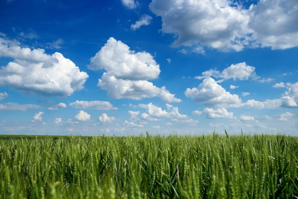 Blauwe Hemel Met Witte Wolken Veld Van Tarwe Landschap Met — Stockfoto