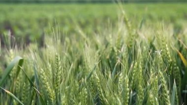 Rüzgarda sallanan yeşil arpa kapatın. Yeşil arpa sallayarak doğal arka plan.