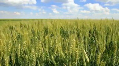 Mavi gökyüzü bulutlu alandaki büyüyen arpa. Yeşil arpa kulak bulanık gökyüzü karşı kapatın. Güzel bahar arka plan. 