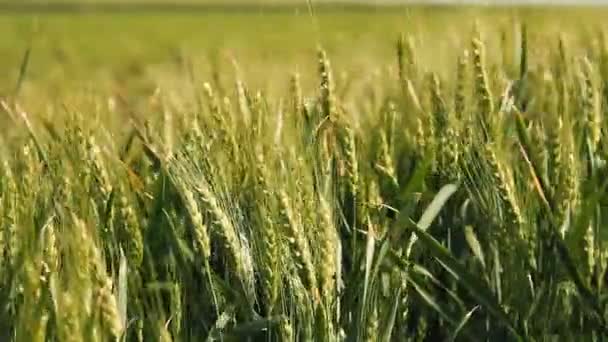 大麦耳挥舞着自然的背景 关闭绿色的大麦在风中摇曳 飘扬的绿色春天大麦领域 — 图库视频影像