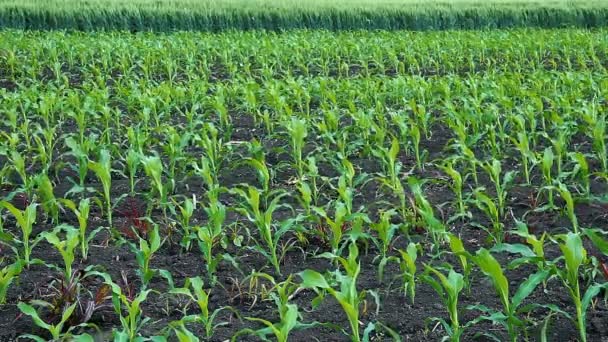 Filas Maíz Joven Balanceándose Viento Campo Maíz Con Plantas Jóvenes — Vídeos de Stock