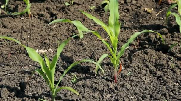 Young Corn Growing Field Sun Shining Young Maize Cornfield — Stock Video