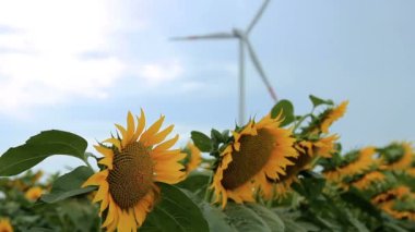 Rüzgar türbini ayçiçeği alanıyla. Rüzgar türbini tarım alanında üreten elektrik.