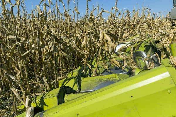 Combine Harvester Harvesting Field Maize Combine Harvester Cutting Dried Maize — Stock Photo, Image
