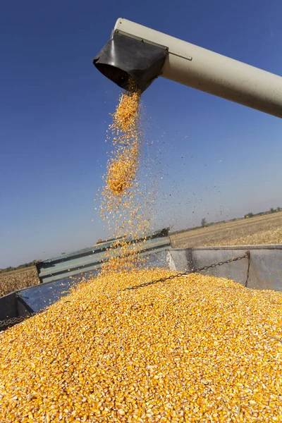Combine Harvester Descarrega Grãos Reboque Trator Queda Milho Combinar Colheitadeira — Fotografia de Stock