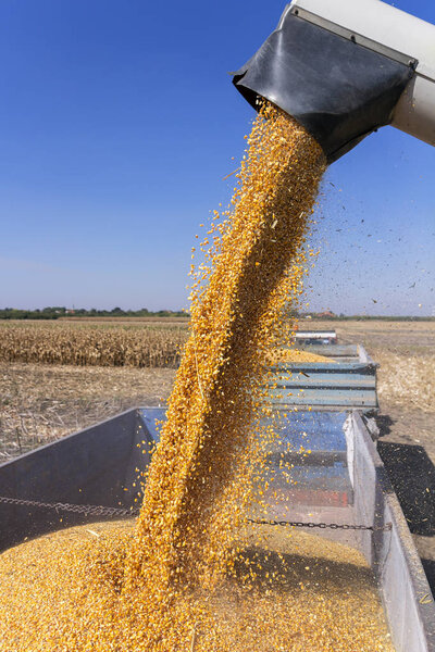 Combine Harvester Unloading Corn Grains into Tractor Trailer. Corn Falling from Combine Harvester Auger into Grain Cart. 