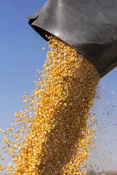 トウモロコシの穀物のカートにコンバイン収穫機オーガーから落ちて 収穫のトウモロコシとアンロード粒を組み合わせてトラクター トレーラー — ストック写真