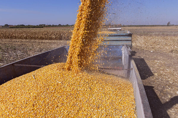 Pouring Corn Grain Into Tractor Trailer. Corn Falling from Combine Harvester Auger into Grain Cart. 