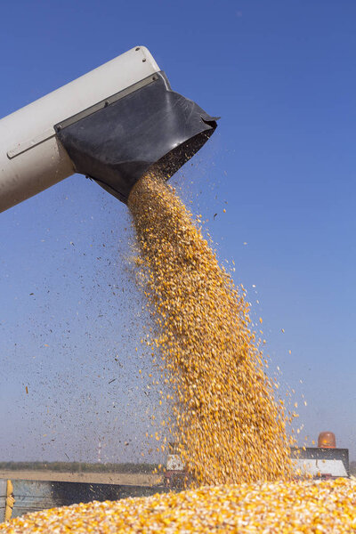 Corn Harvest. Unloading Auger Pouring Corn Grain.