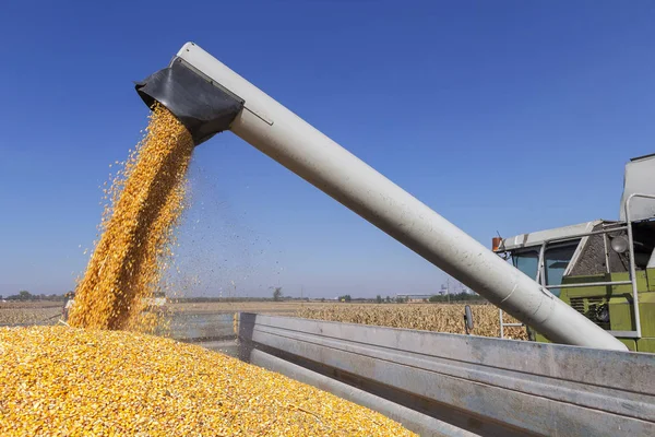 コンバインハーベ スター トウモロコシ粒をアンロードします トウモロコシの穀物のカートにコンバイン収穫機オーガーから落ちて — ストック写真