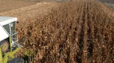 Hasat kesme kurutulmuş mısır bitkileri bir çiftlik alanında birleştirir. Bir alan Mısır hasat birleştirmek hasat havadan görünümü.