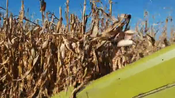 収穫のトウモロコシを組み合わせます コンバイン収穫機切断乾燥圃場に生育するトウモロコシ — ストック動画