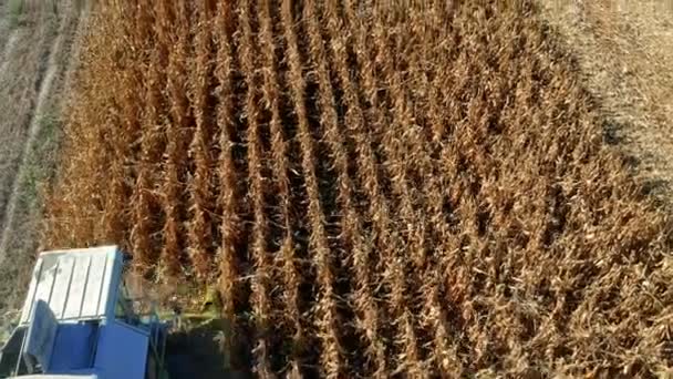 Aerial View Combine Harvester Harvesting Field Maize Combine Harvester Cutting — Stock Video