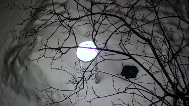Χιόνι Πέφτει Στον Δρόμο Φως Νύχτα Του Χρόνου Χιόνι Που — Αρχείο Βίντεο