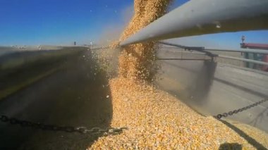 Mısır tane kamyon römork dökme. Birleştirme hasat burgu tahıl sepeti içine düşen Mısır.  