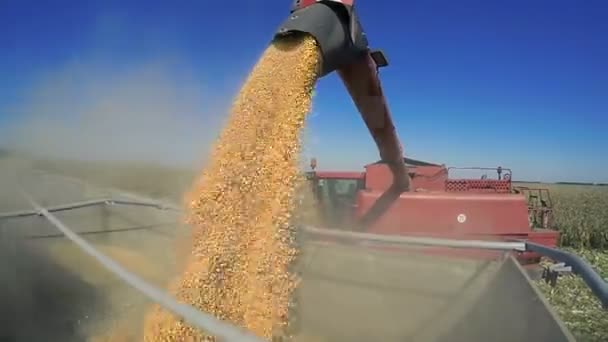 Skördetröska Lossning Havrekorn Majs Som Faller Från Combine Harvester Skruv — Stockvideo