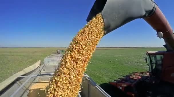 Combine Harvester Descarregando Grãos Milho Reboque Trator Queda Milho Combinar — Vídeo de Stock