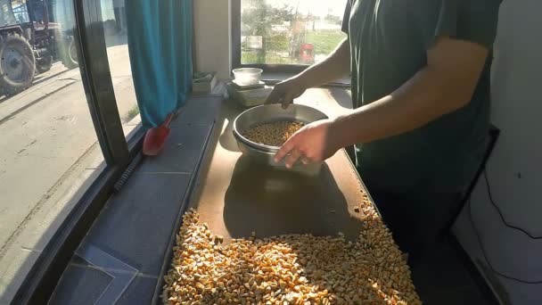 Зерновий Інспектор Використанням Сітки Стикування Зерна Повільному Русі Руки Трясуть — стокове відео