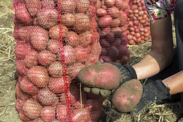 新鮮な収穫ジャガイモを保持している女性の手 ジャガイモ農業 フィールドで新鮮な有機ジャガイモ ジャガイモの袋に暖地フィールド — ストック写真