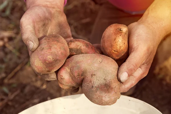 Mãos Femininas Segurando Batatas Frescas Picadas Lavoura Batatas Batatas Biológicas — Fotografia de Stock